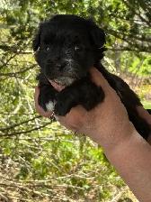 SHIHTZU POODLES - Photo 3