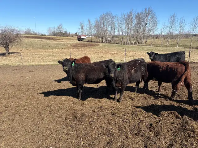 replacement heifers