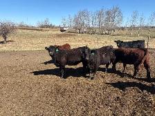 replacement heifers