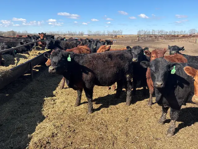 replacement heifers - Photo 2