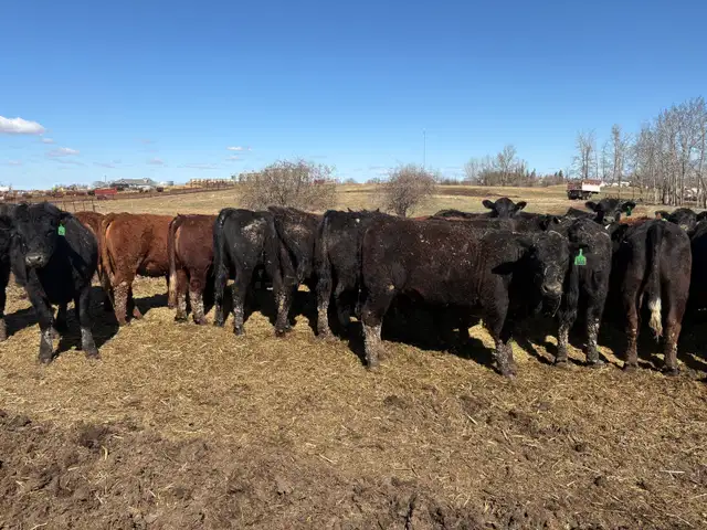 replacement heifers - Photo 3