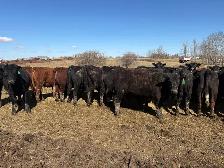 replacement heifers - Photo 3