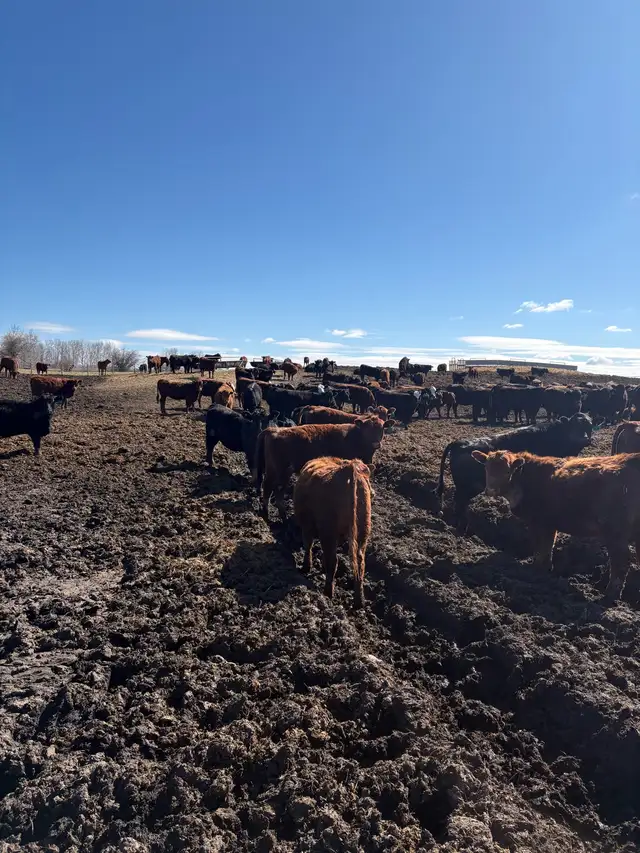 replacement heifers - Photo 4