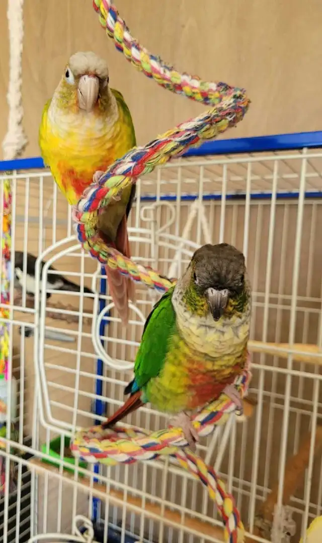 Bonded Pair Adult Conures