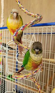 Bonded Pair Adult Conures