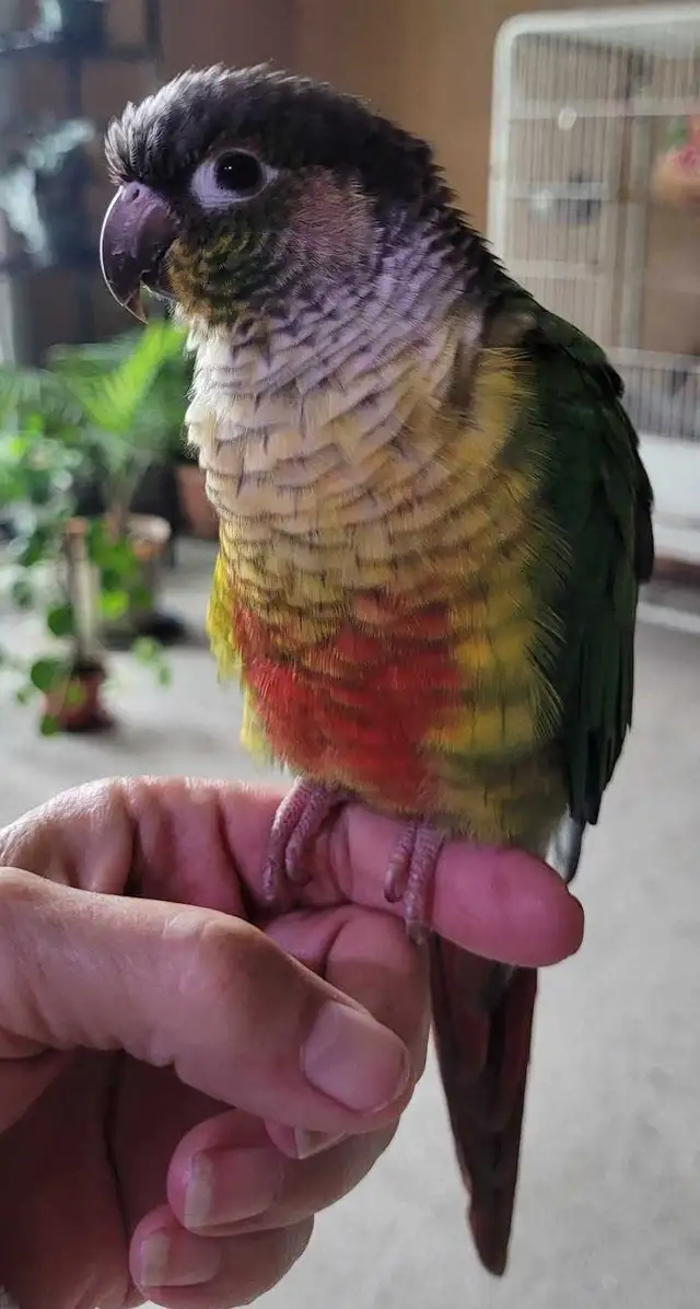 Bonded Pair Adult Conures - Photo 2