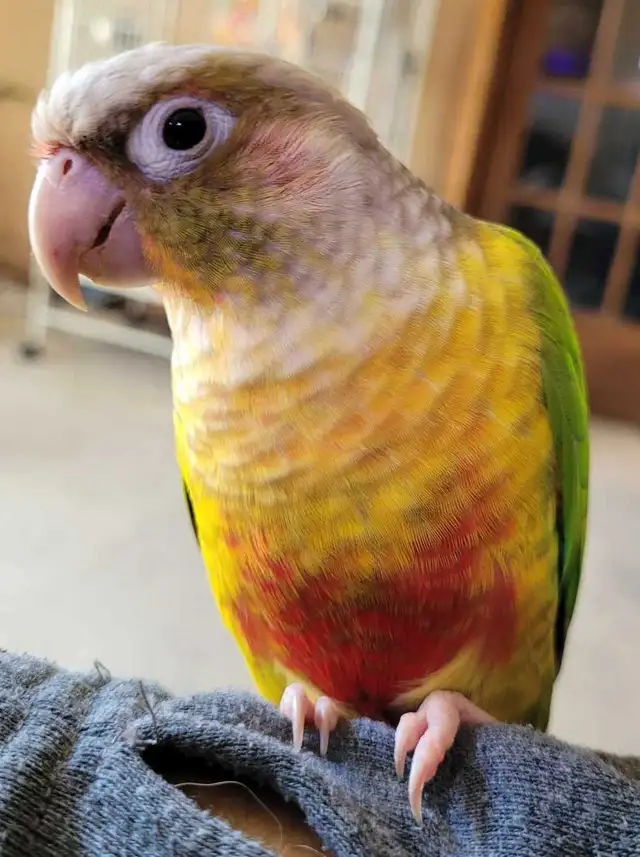 Bonded Pair Adult Conures - Photo 3