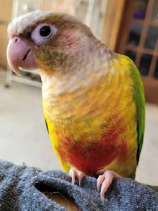 Bonded Pair Adult Conures - Photo 3