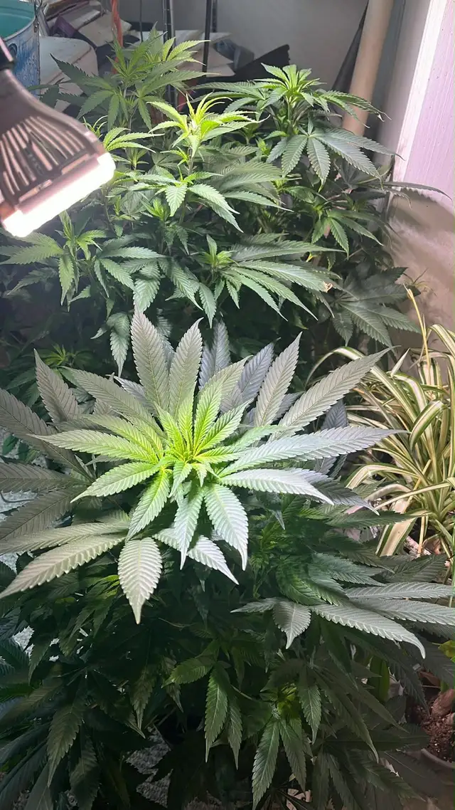 free the leaf