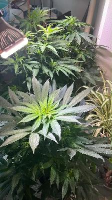 free the leaf