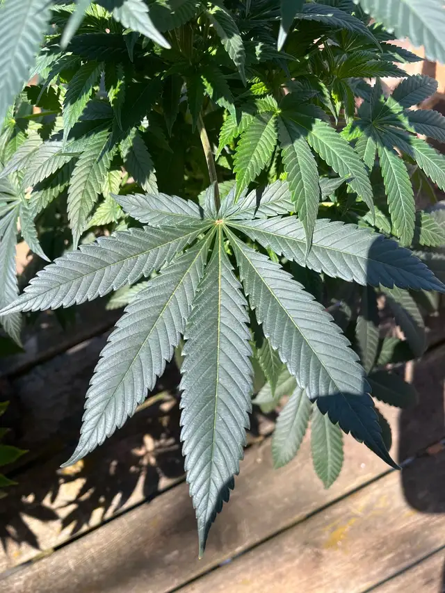 free the leaf - Photo 2