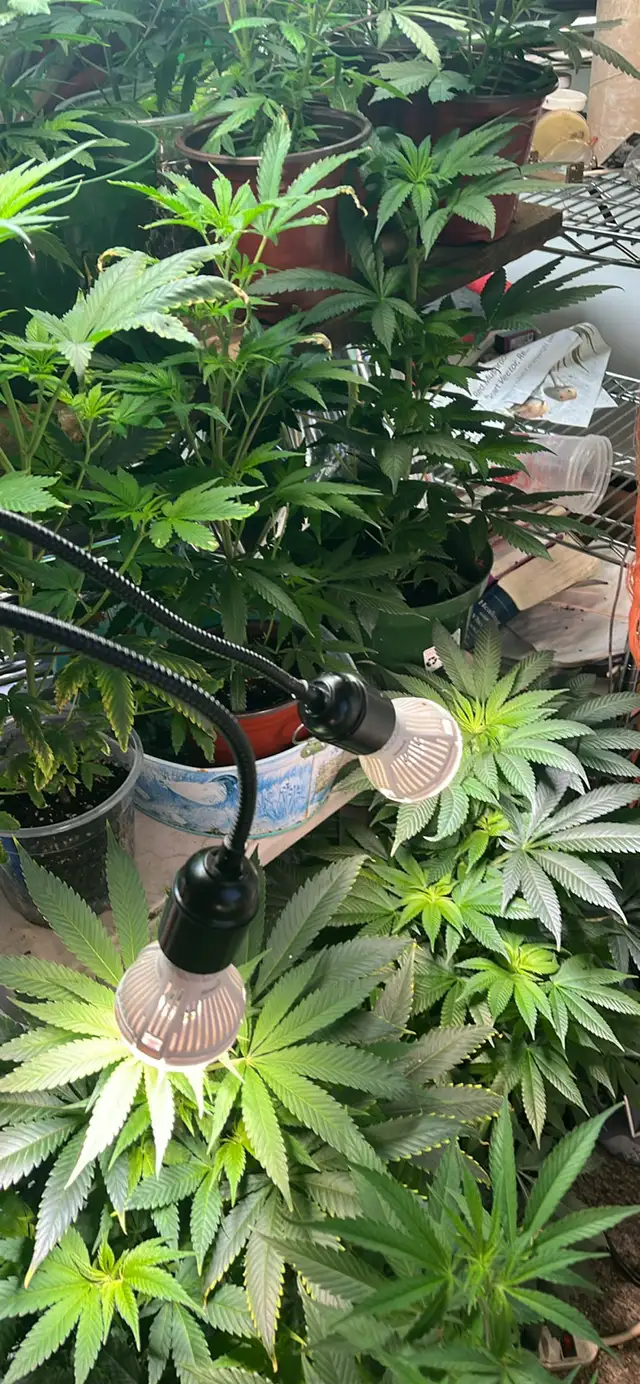 free the leaf - Photo 3