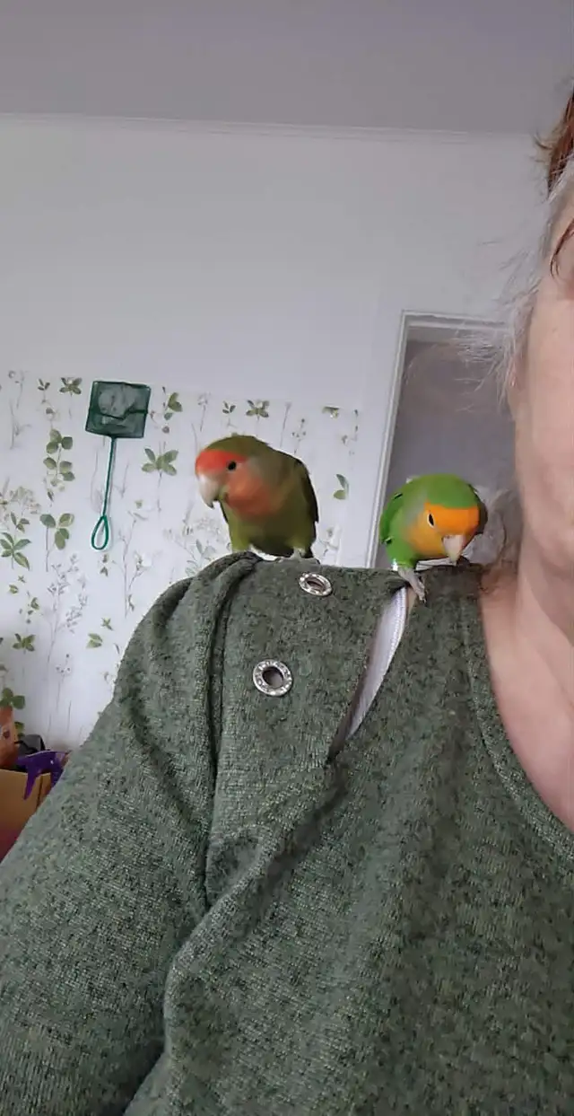 UN BEAU COUPLE D'INSÉPARABLE SEMI APRIVOISÉ