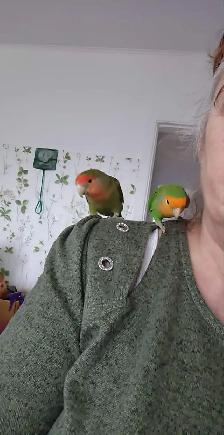 UN BEAU COUPLE D'INSÉPARABLE SEMI APRIVOISÉ