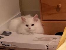 petits chattons Persan et Siberien