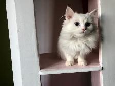 petits chattons Persan et Siberien - Photo 4