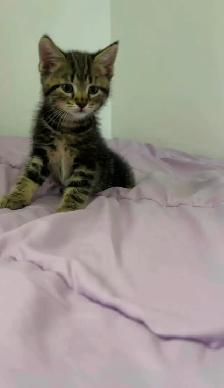 beautiful male ready to go - Photo 3