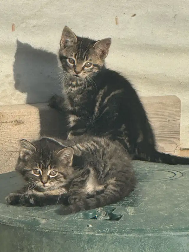 top tier KITTENS ready for you!