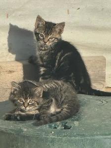 top tier KITTENS ready for you!