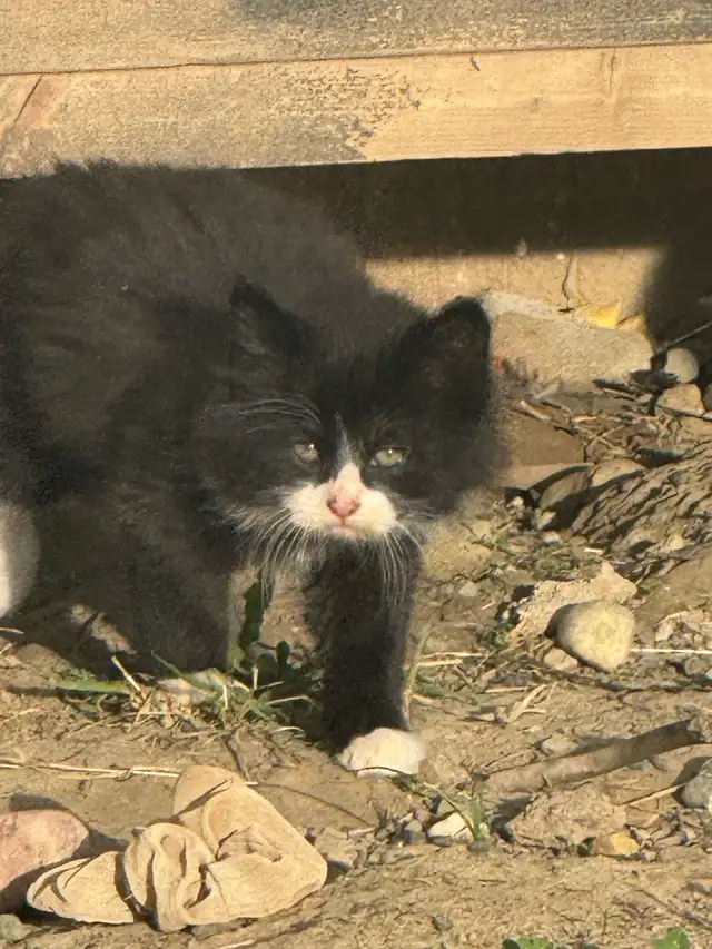 top tier KITTENS ready for you! - Photo 2