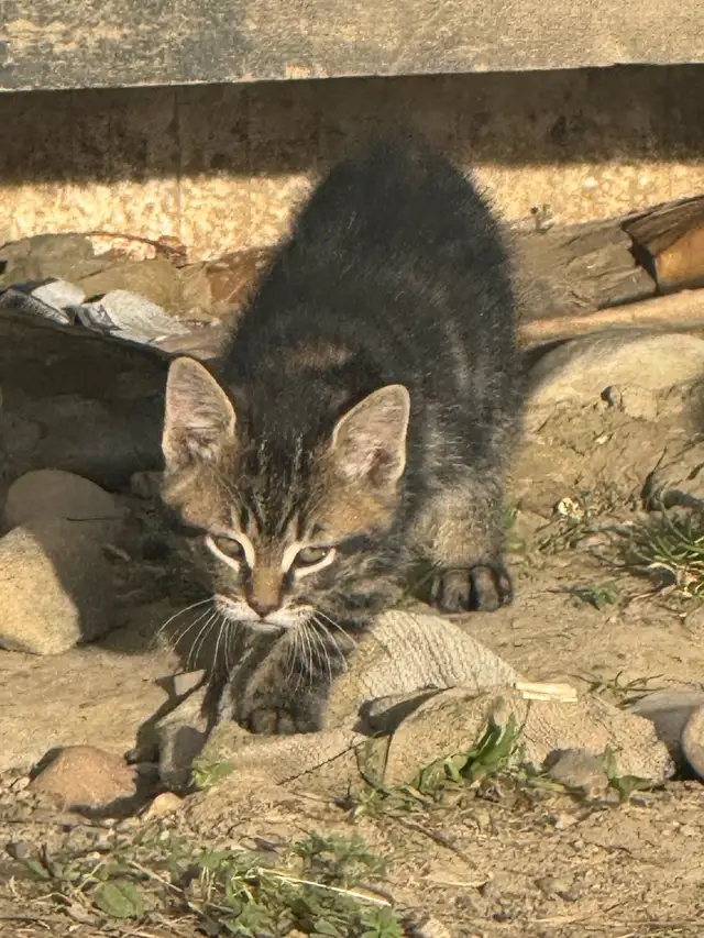 top tier KITTENS ready for you! - Photo 3