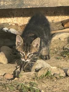 top tier KITTENS ready for you! - Photo 3