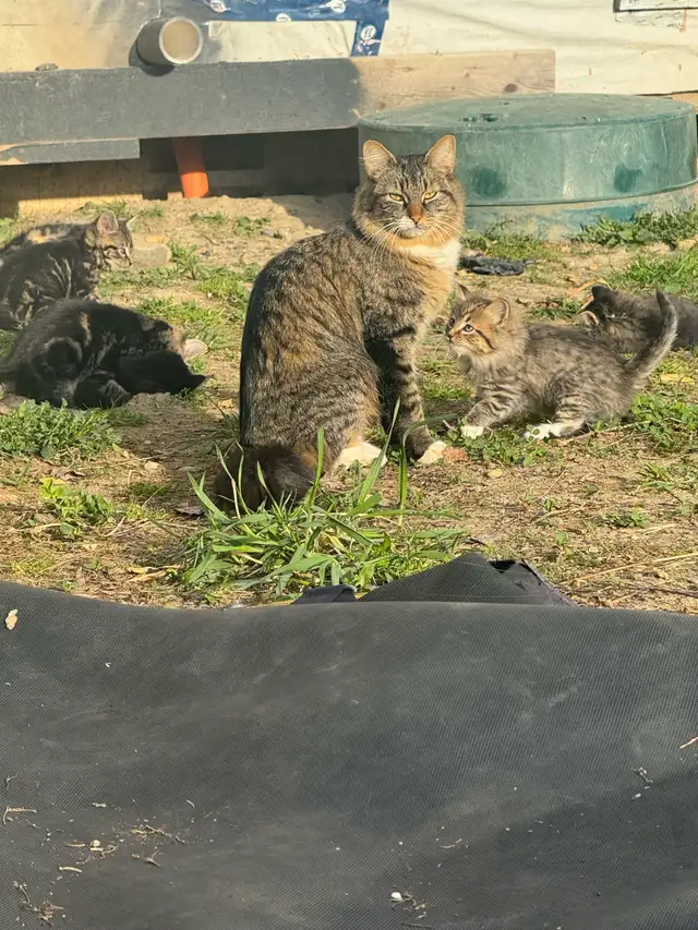 top tier KITTENS ready for you! - Photo 4