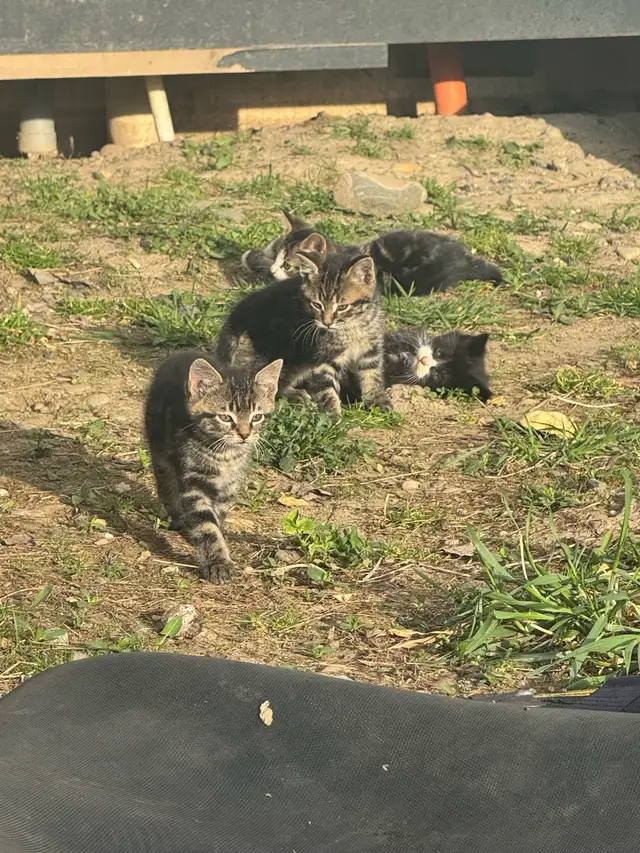 top tier KITTENS ready for you! - Photo 5