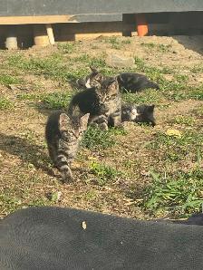top tier KITTENS ready for you! - Photo 5