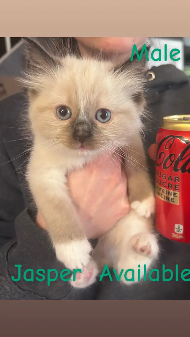 Pure Ragdoll Kittens -Two Separate Litters Available