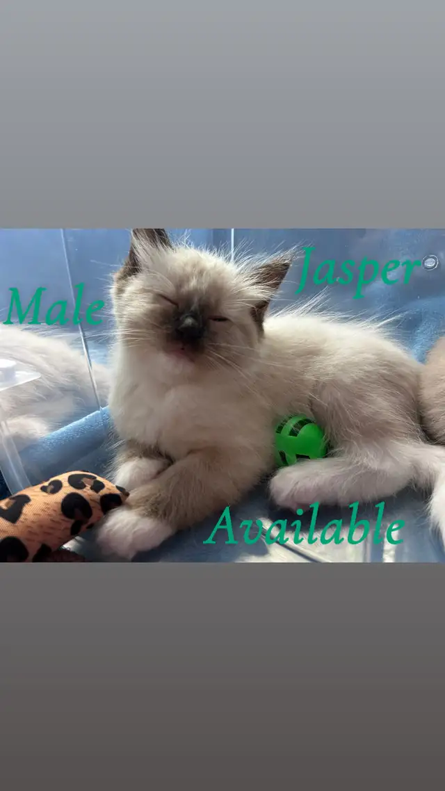 Pure Ragdoll Kittens -Two Separate Litters Available - Photo 2