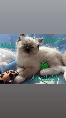 Pure Ragdoll Kittens -Two Separate Litters Available - Photo 2