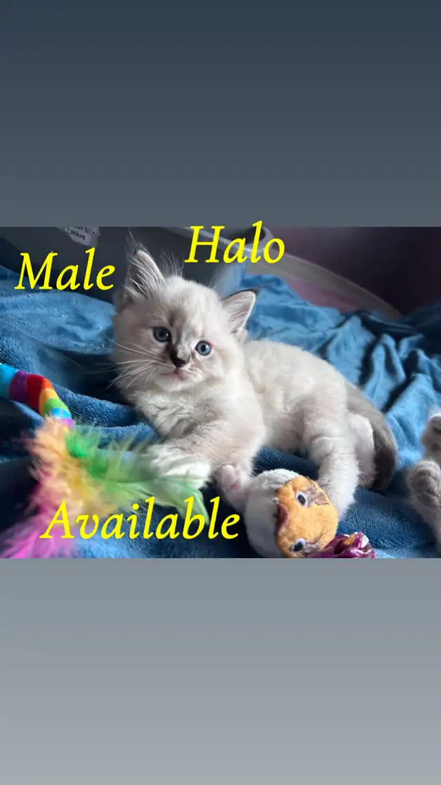 Pure Ragdoll Kittens -Two Separate Litters Available - Photo 4