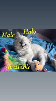Pure Ragdoll Kittens -Two Separate Litters Available - Photo 4