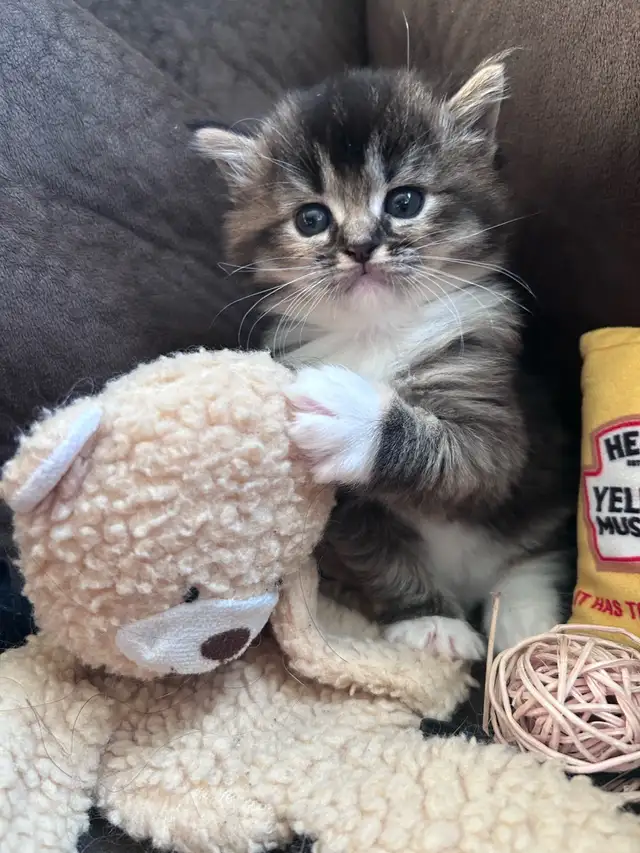 Pure Ragdoll Kittens -Two Separate Litters Available - Photo 5