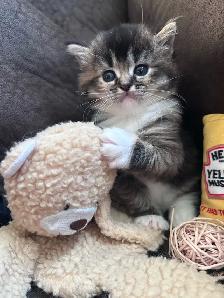 Pure Ragdoll Kittens -Two Separate Litters Available - Photo 5