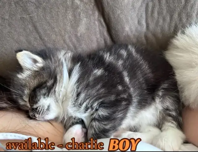 Pure Ragdoll Kittens -Two Separate Litters Available - Photo 7