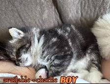 Pure Ragdoll Kittens -Two Separate Litters Available - Photo 7