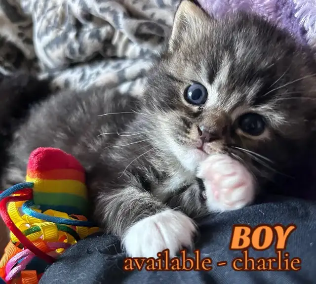 Pure Ragdoll Kittens -Two Separate Litters Available - Photo 8