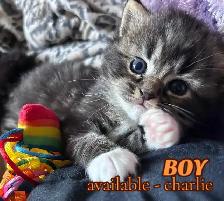 Pure Ragdoll Kittens -Two Separate Litters Available - Photo 8