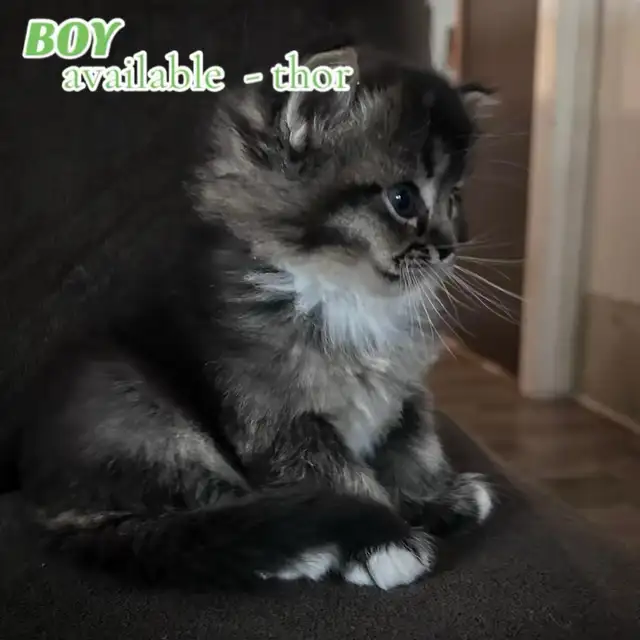 Pure Ragdoll Kittens -Two Separate Litters Available - Photo 9