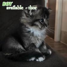 Pure Ragdoll Kittens -Two Separate Litters Available - Photo 9