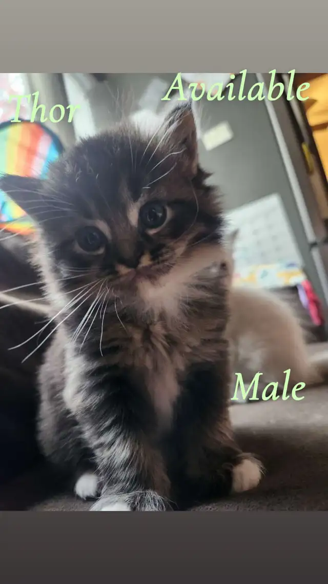 Pure Ragdoll Kittens -Two Separate Litters Available - Photo 10