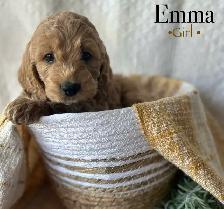 cockapoo puppies