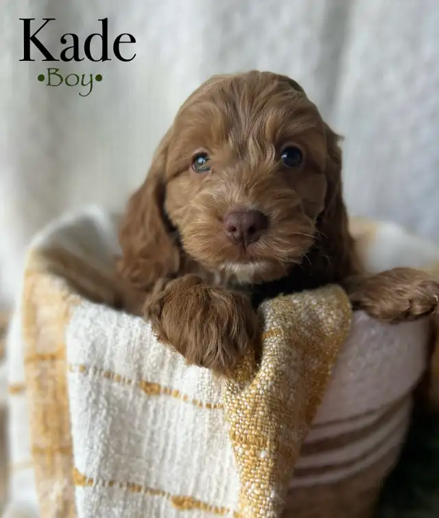 cockapoo puppies - Photo 2