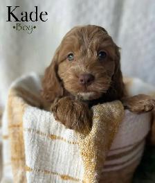 cockapoo puppies - Photo 2