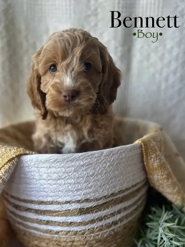 cockapoo puppies - Photo 3