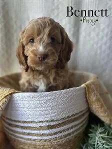 cockapoo puppies - Photo 3