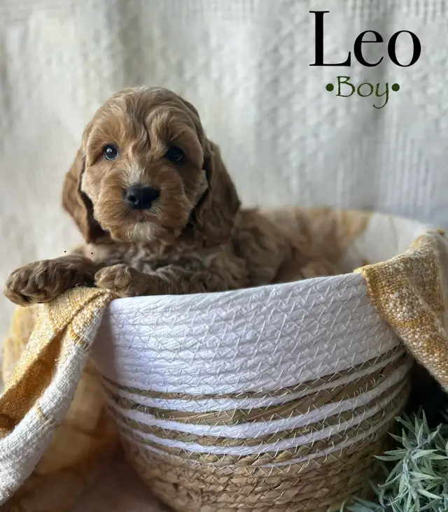 cockapoo puppies - Photo 4
