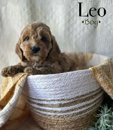 cockapoo puppies - Photo 4